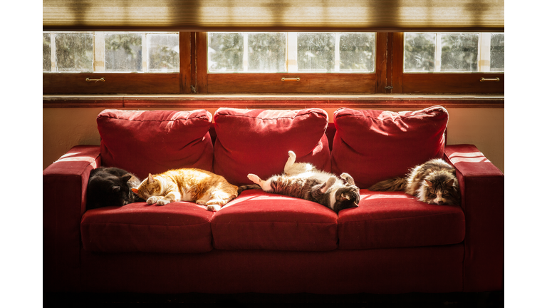 Four cats sleeping on sofa