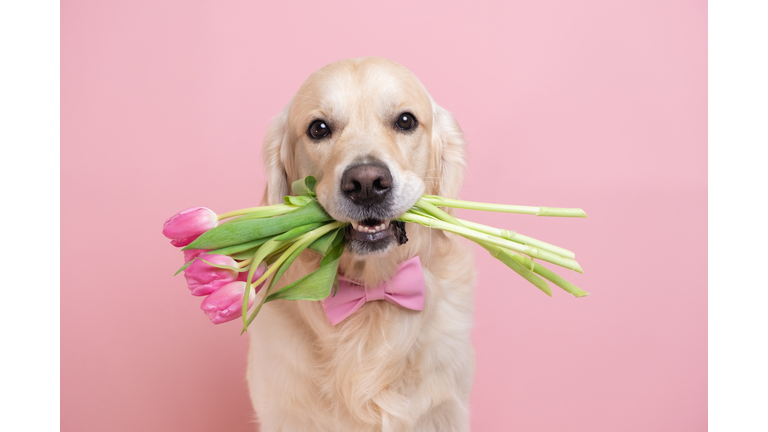 Dog holding a bouquet of tulips in his teeth on a pink background. Spring card for Valentine's Day, Women's Day, Birthday, Wedding