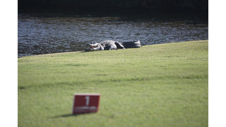 Alligator resting near the Tee of hole number 1 on a golf course in southwest Florida