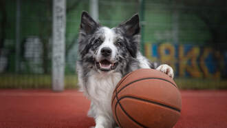 Wed Scoreboard - NBA, NHL, Men's Coll BB, NFL TNF, HS Football