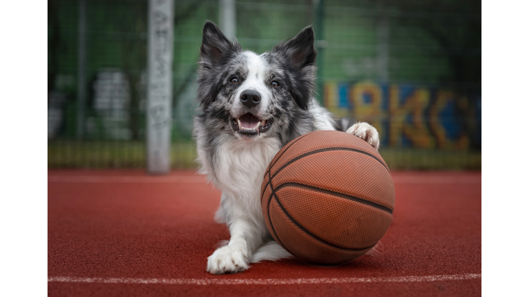 Dog with a basketball