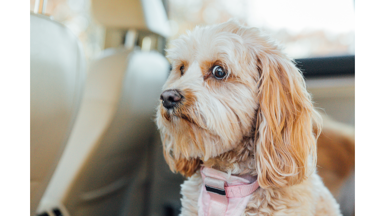 Worried Dog in Car, Nervous Dog in Car