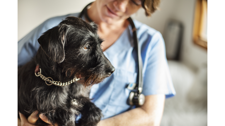 Female veterinarian holding a little dog in her arms