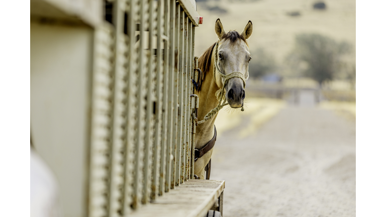 Horse Tied to Trailer