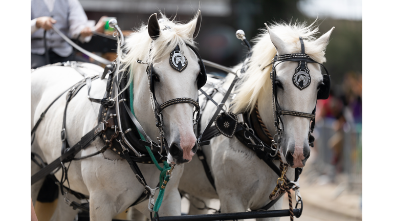 Mardi Gras Parade