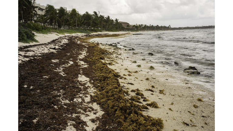 Sargassum seaweed in Riveria, Mexico