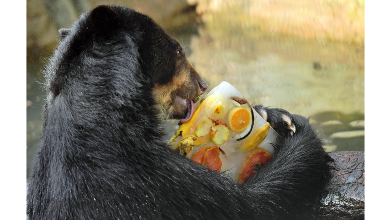 BRAZIL-WEATHER-ANIMALS-ZOO-BEAR