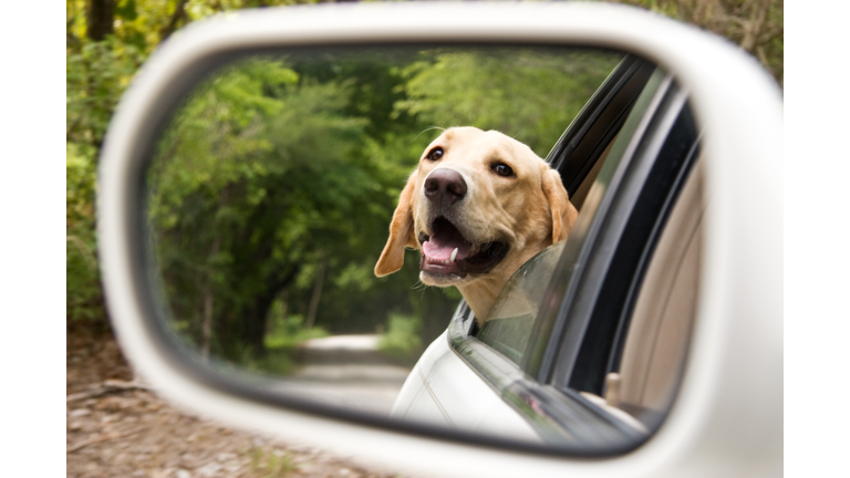 Drive in country with labrador retrieve