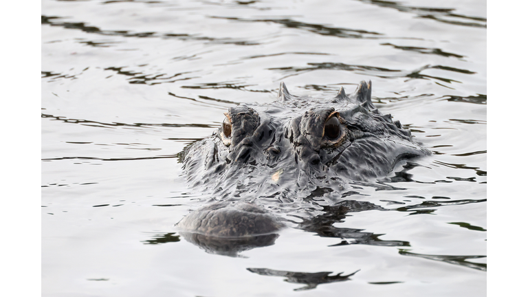 Florida Wildlife And Daily Life Scenes