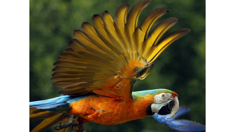 KUWAIT-ANIMAL-BIRD