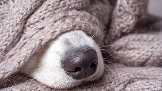 Pit Bull Named "Strawberry The Unicorn Dog" Saved And Adopted