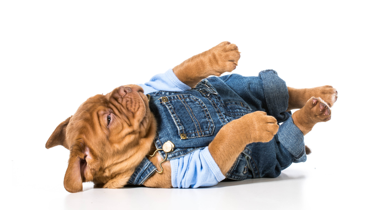 male puppy