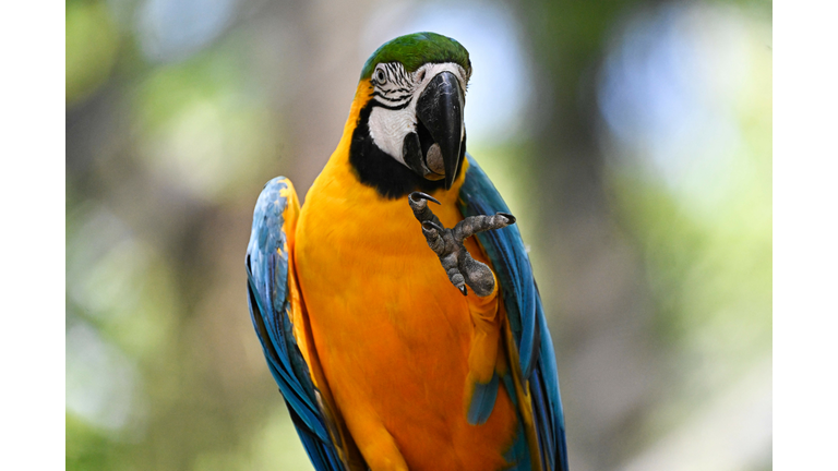 BRAZIL-ANIMAL-SUMMER