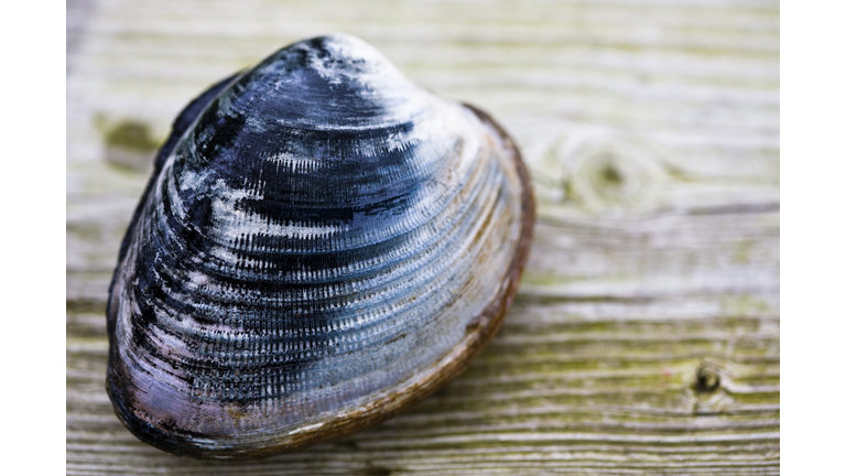 Quahog Clam