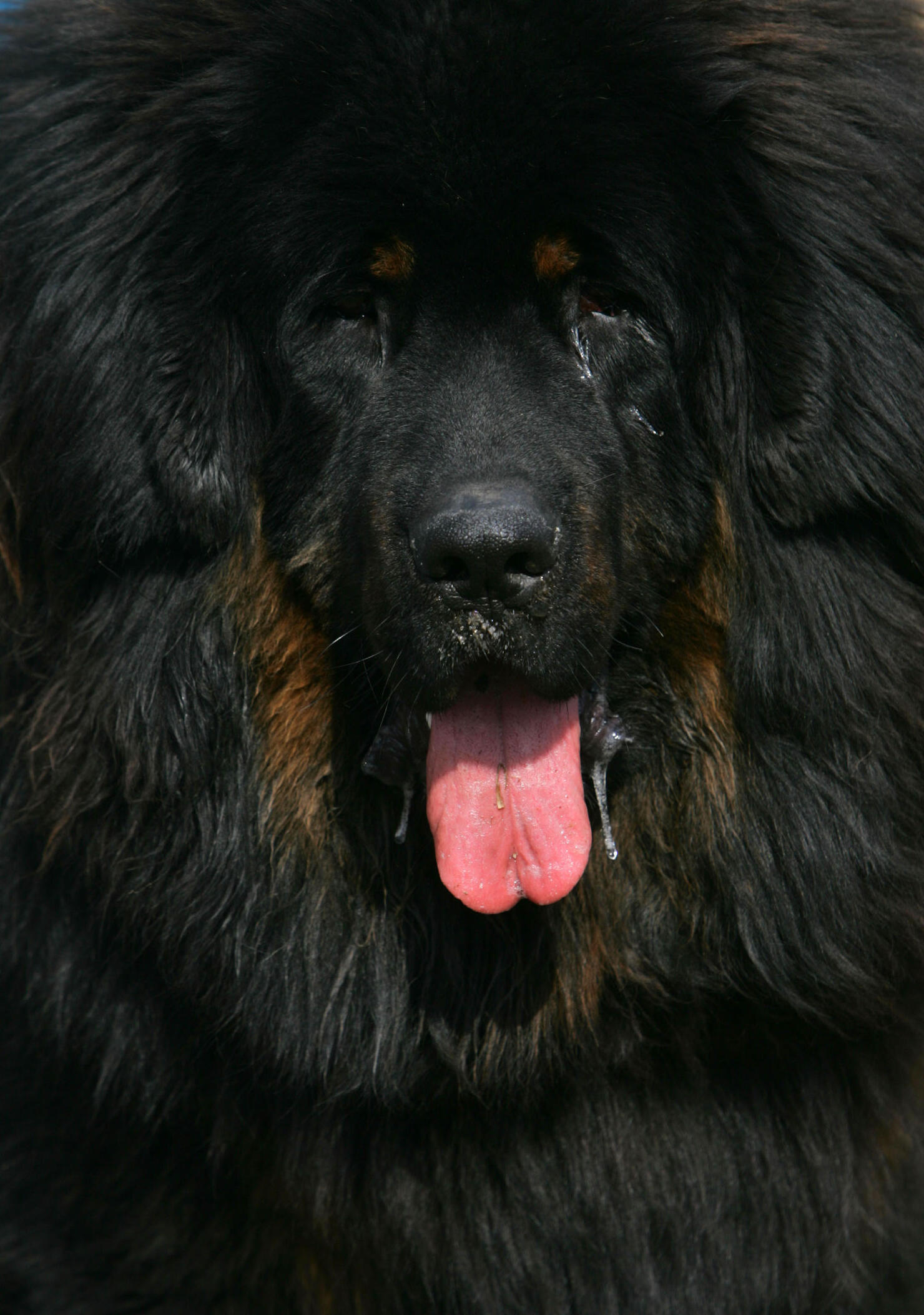 Tibetan bear hot sale dog