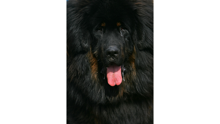 Tibetan Mastiff Exposition Held In Langfang