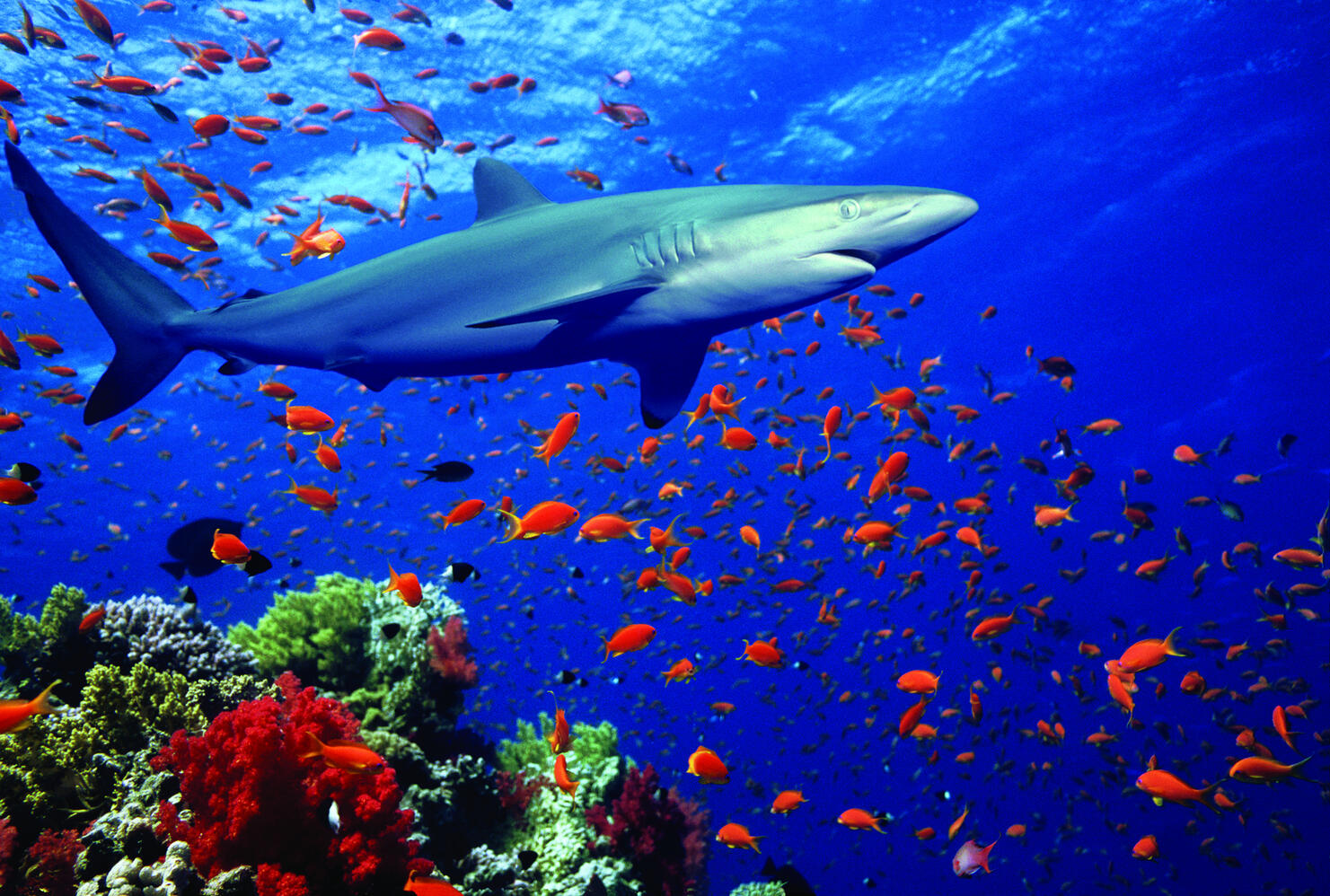 Silky Shark