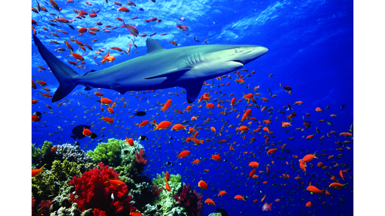 Silky Shark