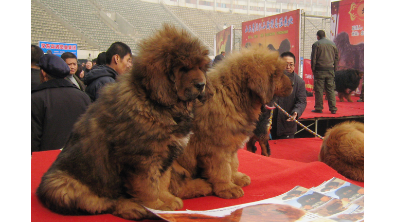 China Northern 2011 Tibetan Mastiff Exposition