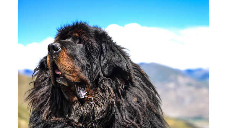 Close-Up Of Dog On Field Against Sky