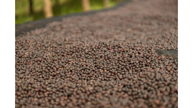 Large dried coffee beans on the table at farm
