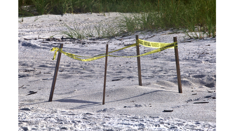 Nest of Sea Turtle eggs is marked and protected on the beach