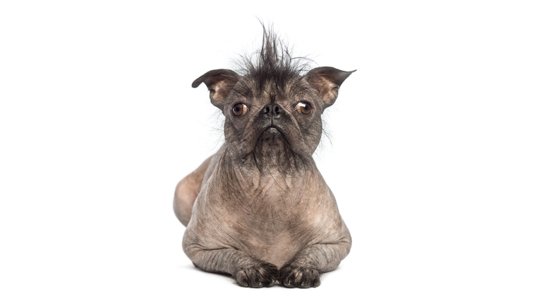 Front view of a Hairless Mixed-breed dog lying