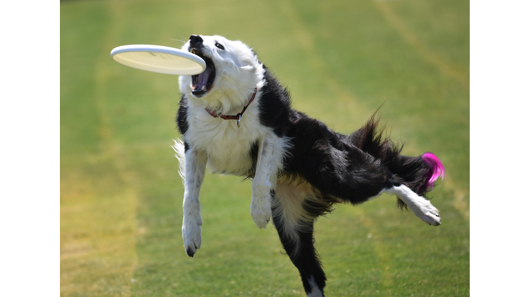 US-ANIMAL-DOG CHALLENGE