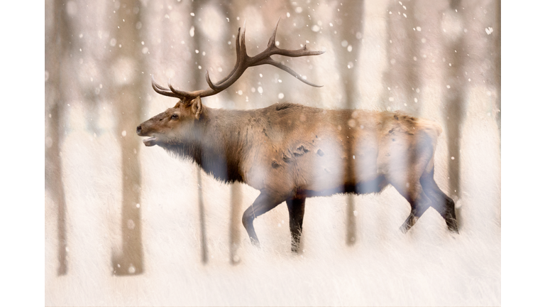 elk in snowy woods