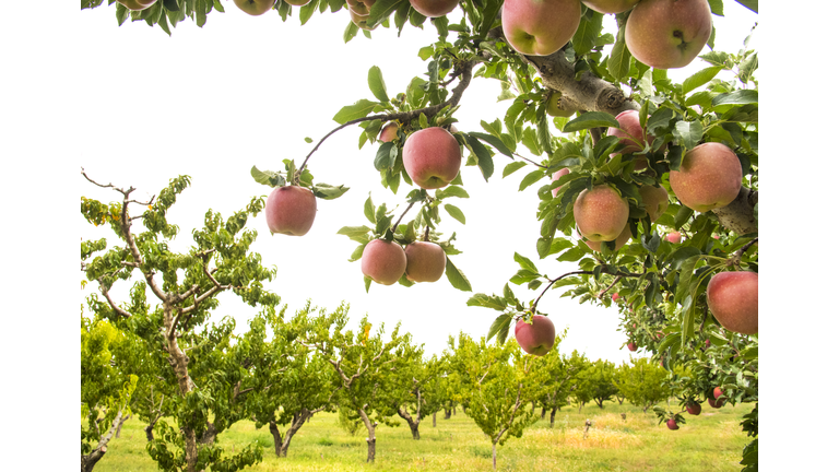 Fruit Orchard, Growing Apples, Grand Valley, Western Colorado