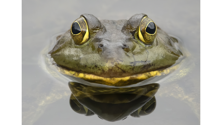 Bull frog close up looking at camera