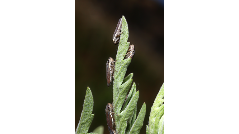 Occidental Sharpshooters (Hemiptera; Cicadellidae; Proconiini; Cuerna occidentalis)