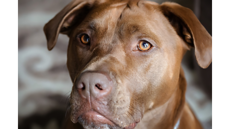 Close-up of Chocolate Labrador Mix