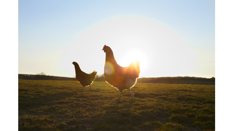 Two free-range chickens at sunrise.