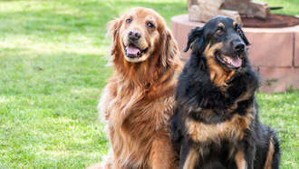 Man Wanted To Pet Dogs For His 100th Birthday- Hundreds Lined Up!
