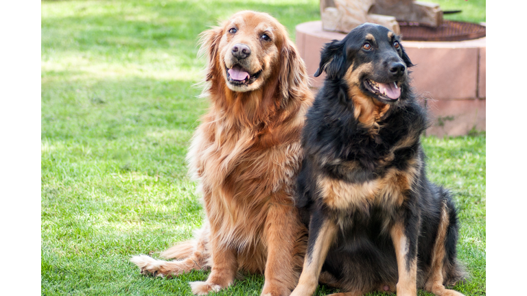 Old Friends,Two dogs sitting on grass