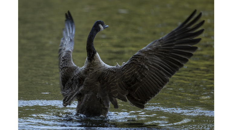 The Birds Of St James's Park