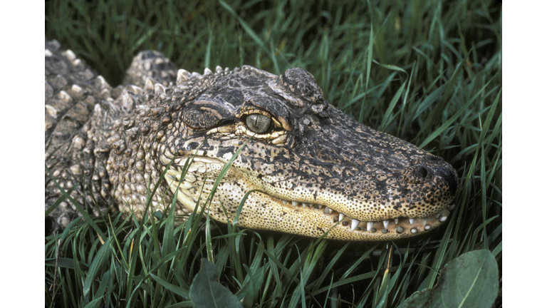 AMERICAN ALLIGATOR. (JUVENILE) ALLIGATOR MISSISSIPIENSIS.