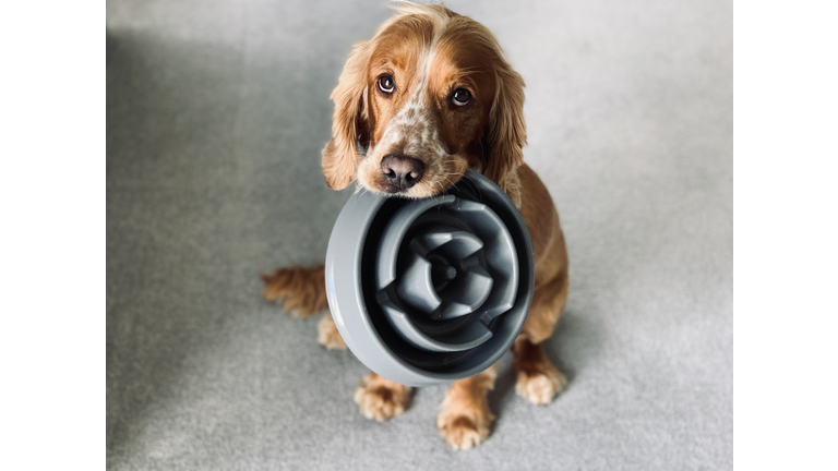 Dog with bowl