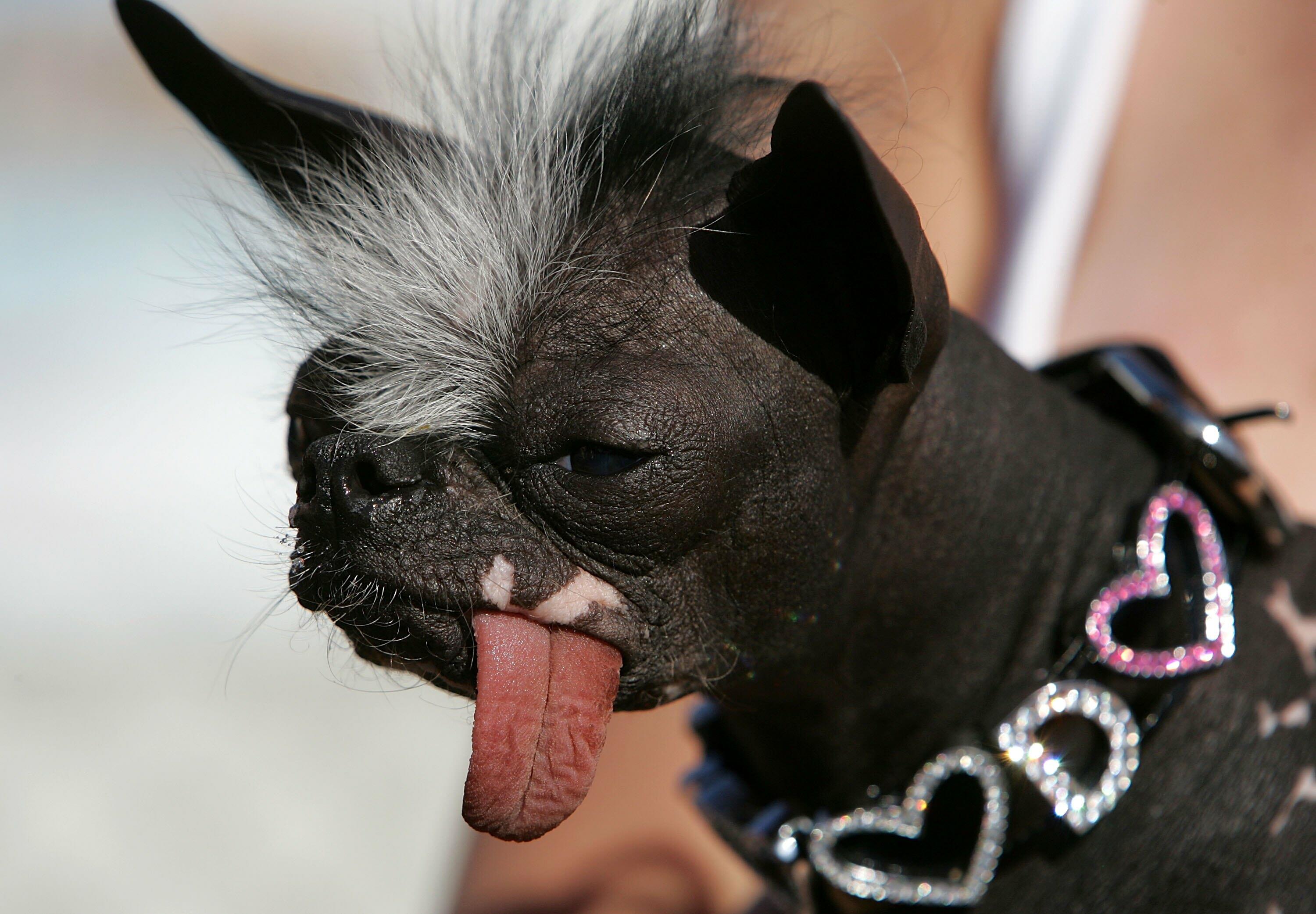 World's ugliest dog store competition