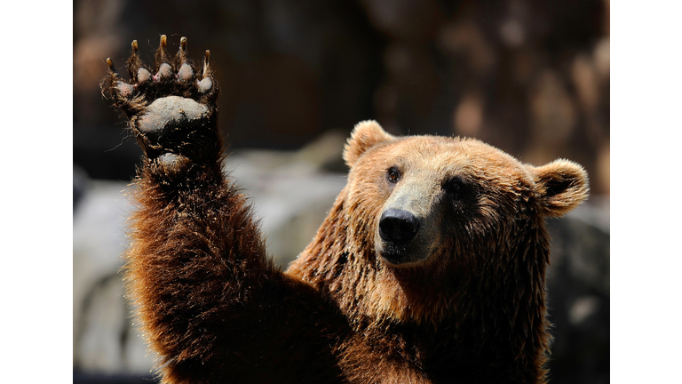 A grizzly bear waves at Madrid's zoo on