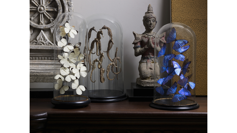 Butterflies and Sea Horses in Glass Domes