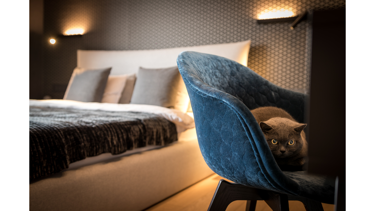 Cat is sitting on the armchair in the bedroom - Stock image