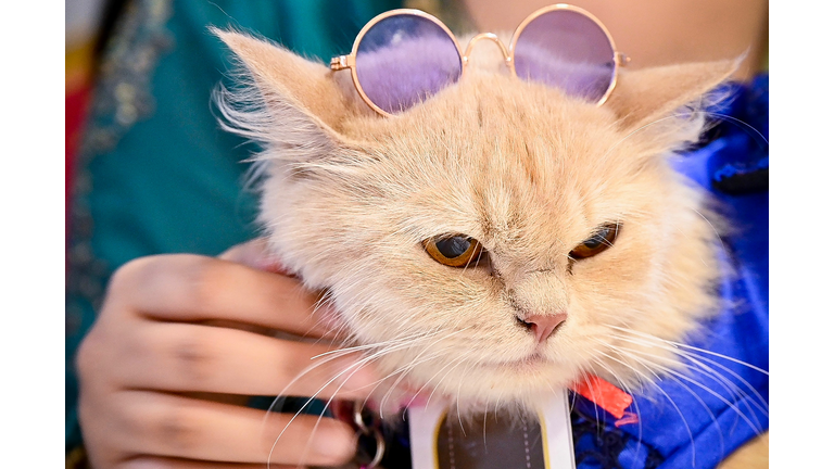 BANGLADESH-ANIMAL-CAT-SHOW