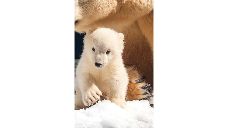 Sea World Gold Coast Australia Announce New Baby Boy Polar Bear