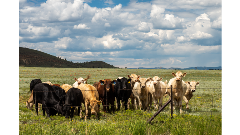 Beef Cows Lined Up Along Barbed Wire Fence