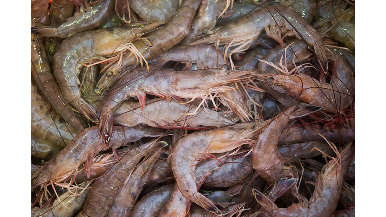Shrimp sit in bucket on a shrimping boat off the coast of Louisiana