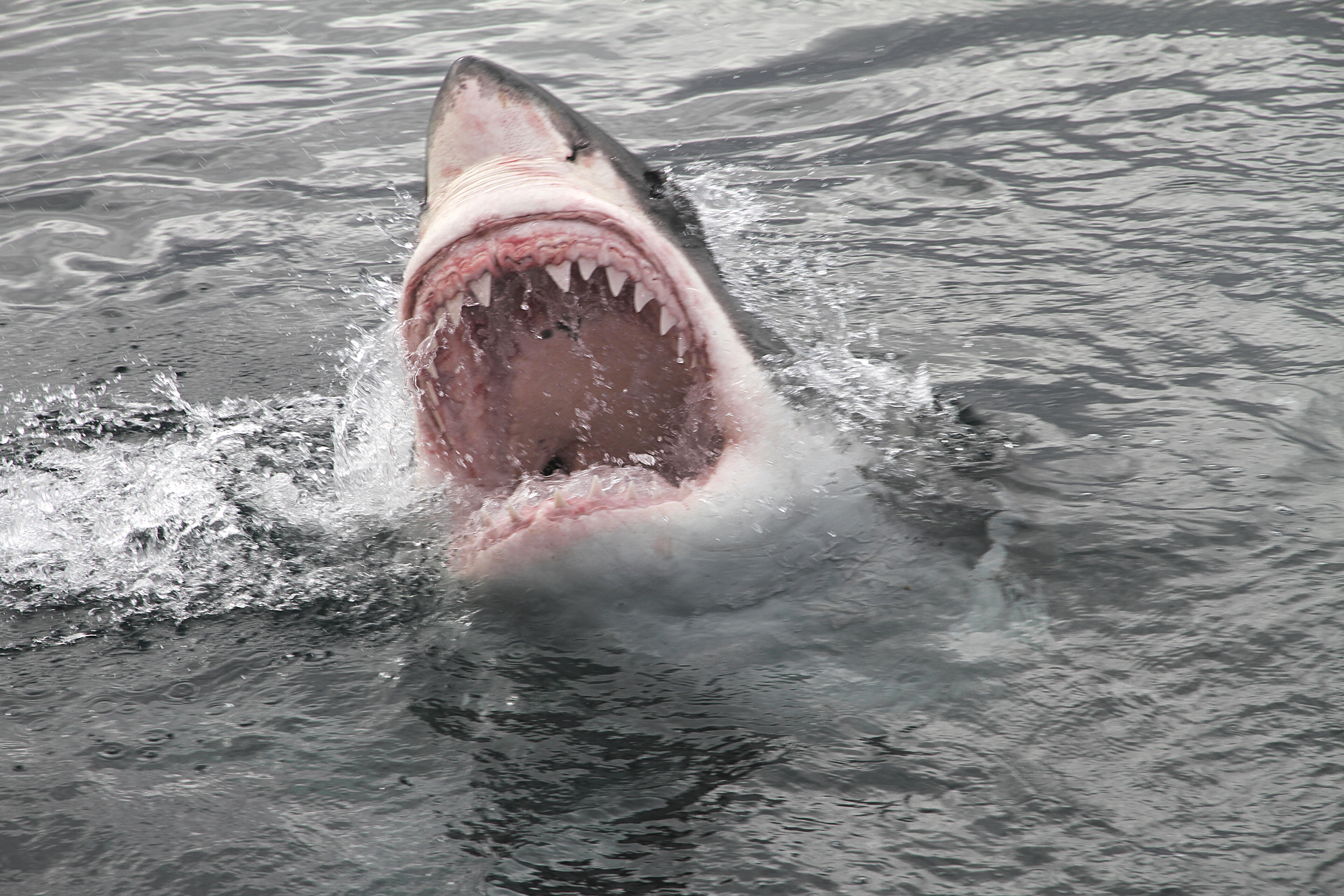 Правда что акулы боятся пузырьков. Акула белая, акула-людоед, кархародон. Carcharodon carcharias.
