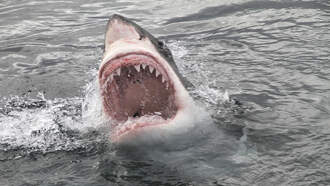 Brazilian sharks test positive for cocaine. 