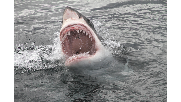 Great White Shark Found Dead on Florida Beach